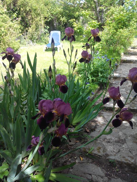 Gite De Charme Floreales Les Myosotis Asnelles Δωμάτιο φωτογραφία